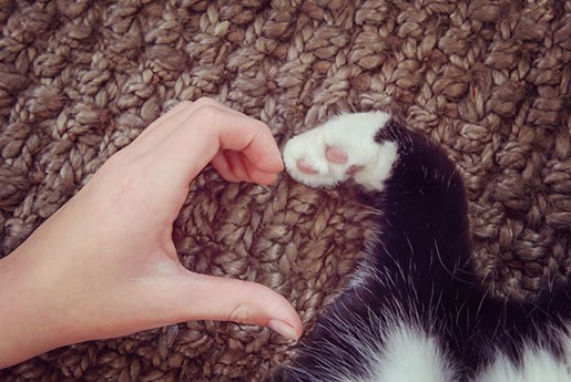 Hand and Paw Making a Heart